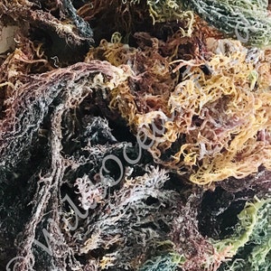St Lucia Sea Moss Purple Green and Gold St Lucia Sea Moss Dry St Lucia Pride WILDCRAFTED 100% Real Seamoss