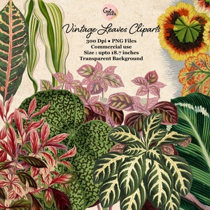 Cliparts de hojas botánicas Clipart de hojas vintage, fondo transparente PNG, arte de follaje, ilustración botánica Uso comercial Descarga instantánea