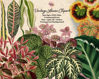 Cliparts de hojas botánicas Clipart de hojas vintage, fondo transparente PNG, arte de follaje, ilustración botánica Uso comercial Descarga instantánea