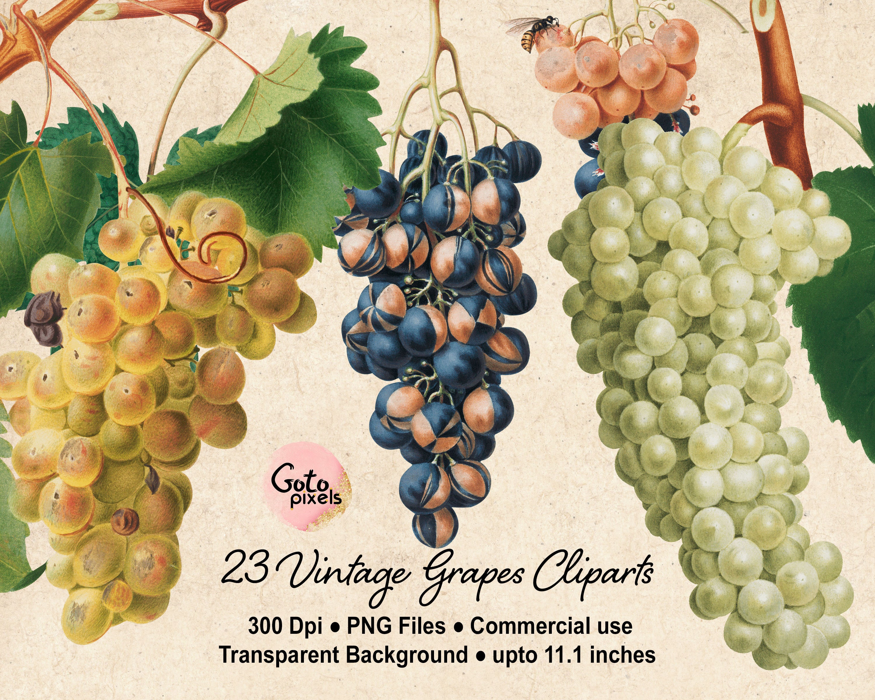 Vintage Grapes Clipart Grape PNG Antique Fruit and Wine Grapes Etsy
