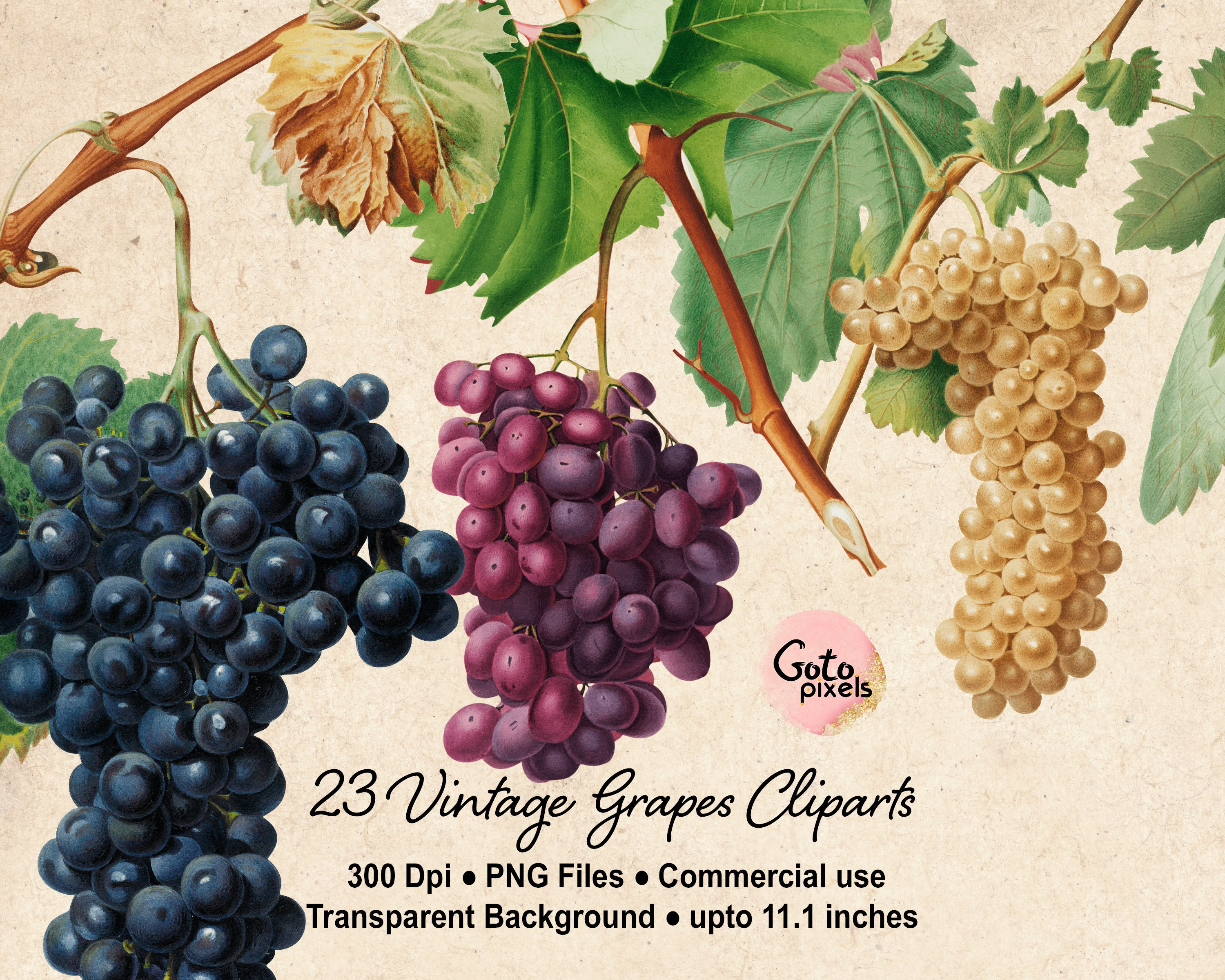 Grape Illustration Vintage