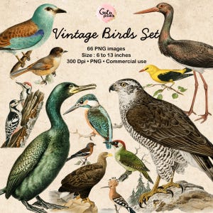 Vintage Birds Clipart Download digital PNG Birds Ilustrações clip arts, Fundo transparente, Download instantâneo