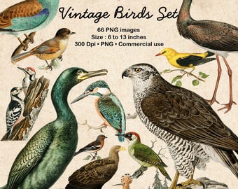 Vintage Birds Clipart: 66 PNG Illustrations - NOT AI - (Digital Download)