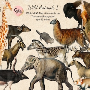 20 Vintage Wild Animal PNG Afbeeldingen Set 1 Digitale Download Afdrukbare Illustraties voor Collages, Uitnodigingen, Decoupage, Wall Art Prints