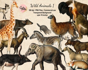 Vintage Wild Animal Illustrations: PNG Clipart Set - NOT AI -(Digital Download)