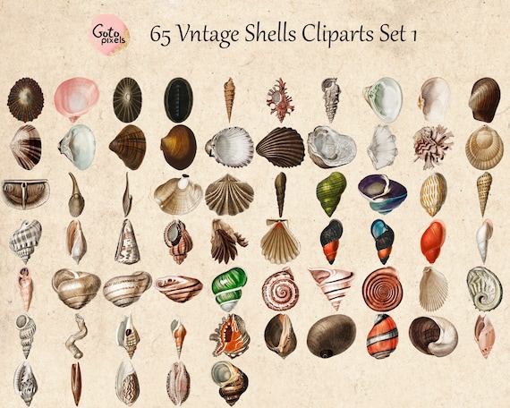 65 Vintage Seashells, Printable Vintage Sea Shell PNG Files, Seashell  Clipart, Seashell Digital Download, Vintage Nautical Illustration set1