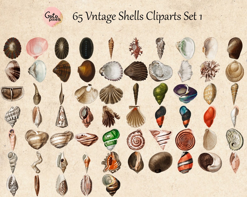 65 Vintage Seashells Printable Vintage Sea Shell PNG Files | Etsy
