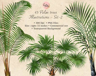 Vintage Palm Tree Clipart: Tropical Botanical PNG Illustrations - NOT AI - (Digital Download)