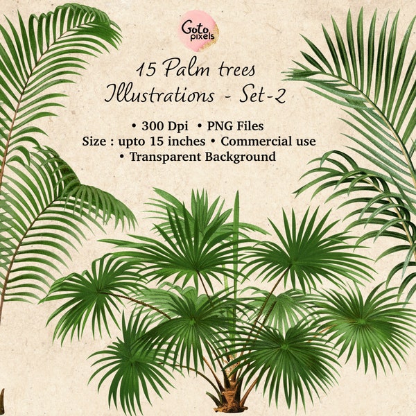 15 Vintage tropical trees Clipart, Palm trees PNG, Beach trees, Botanical illustration Commercial use Instant Download SET 2