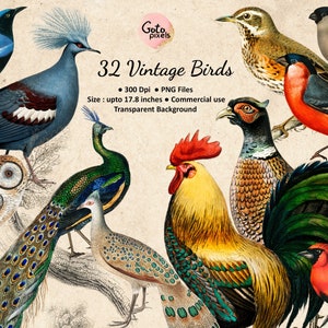 32 clipart de pássaros vintage, clipart de pássaros antigos, clipart de pavão, gráficos de pássaros, clipart de faisão, clipart vintage, uso comercial
