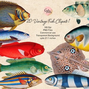 Vintage Fish Clipart: Colorful Nautical Illustrations (PNG Digital Download)