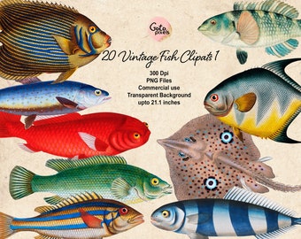 Vintage Fish Clipart: Colorful Nautical Illustrations - NOT AI - (PNG Digital Download)