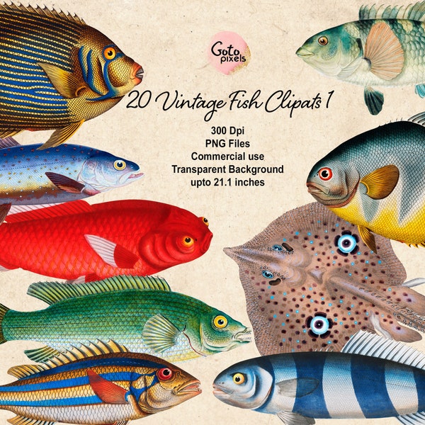 Fish Clipart, Fishing Clipart, Nautical Clipart, Fish Digital Download, Vintage Nautical Fish Illustration Ocean Clipart Colorful Fish PNG