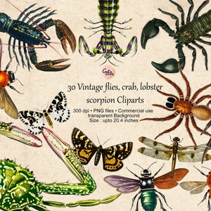 30 Vintage Insect Cliparts: Spider, Lobster, Scorpion (PNG Digital Download)