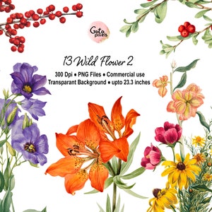 Clipart de flores e plantas silvestres em aquarela, ilustrações botânicas, elementos florais, convite de casamento PNG Download instantâneo 127-SET-2