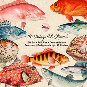 Fisch Clipart, Angeln Clipart, Maritime Clipart, Fisch Digital Download, Vintage Maritime Fische Illustration Ozean Clipart Bunte Fische PNG