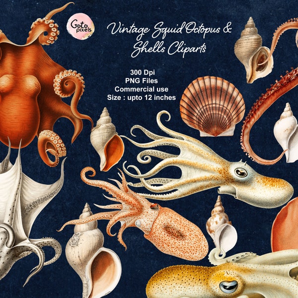 24 Vintage Octopus Squid Shells Illustration Images PNG Digital Download Vintage Sea Creature clip art antique public domain under sea