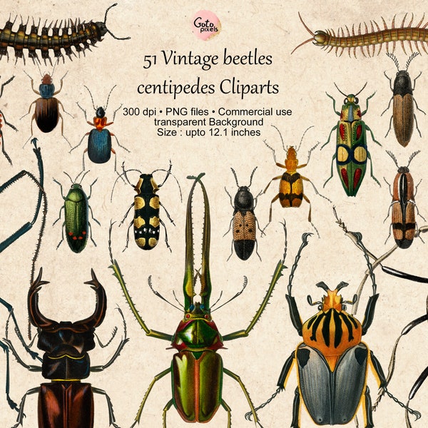 51 Vintage Beetles clipart,  Vintage insect clipart, Instant download for digital scrapbooking, centipede clipart, Junk Journal