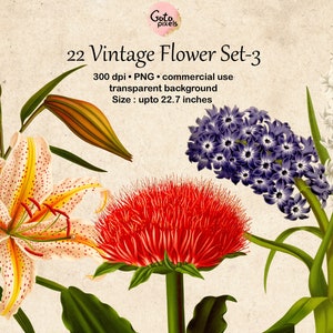 22 の花のクリップアート、植物のイラスト、デザイン要素、即時ダウンロード、ヴィンテージの花のイラスト チューリップ 水仙 クリップアート 166-set-3
