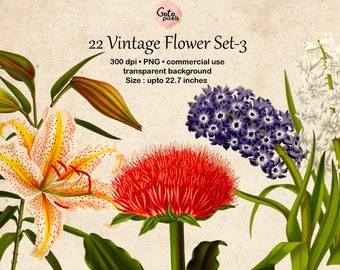 22 Vintage Flower ClipArt: Botanical Illustrations - NOT AI - (PNG, Digital Download)