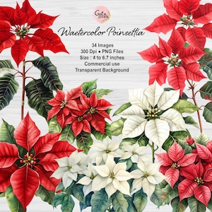 Poinsétia de Natal, Poinsétias em aquarela Clip Art - flores de Natal digitais e azevinho em vermelho e branco para uso comercial