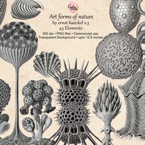 Ernst Haeckel Art Forms in Nature Cliparts: Nautical Sea Life (Digital Download)