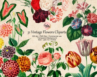 Zestaw clipartów w stylu vintage z motywem kwiatowym: Róża i tulipan PNG – NIE AI – (pobranie cyfrowe)