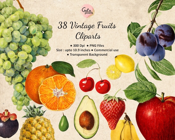 Vintage FRUITS Clipart, Digital Download PNG Fruits Vintage Images.