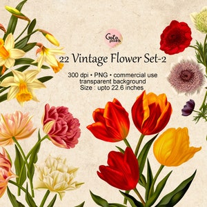 22 の花のクリップアート、植物のイラスト、デザイン要素、即時ダウンロード、ヴィンテージの花のイラスト チューリップ 水仙 クリップアート 166-set-2