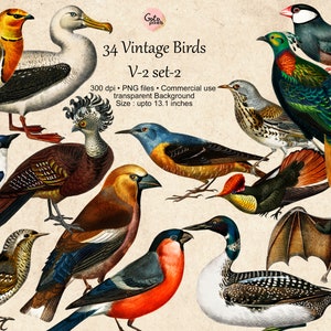 Uccelli Illustrazioni Clipart Uccelli Download digitale PNG Uccelli Clip Art Vintage Pipistrelli Uccello Immagini Sfondo trasparente Download istantaneo