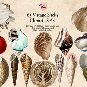 65 Vintage Seashells, Printable Vintage Sea Shell PNG Files, Seashell Clipart, Seashell Digital Download, Vintage Nautical Illustration set2