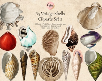 65 Vintage Seashells, Printable Vintage Sea Shell PNG Files, Seashell Clipart, Seashell Digital Download, Vintage Nautical Illustration set2