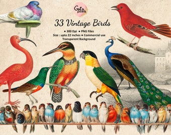 33 Vintage Bird Clipart: Antique Peacock, Cardinal, Owl PNG - NOT AI - (Commercial Use)