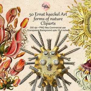 50 Ernst Haeckel Art Forms in Nature PNG Cliparts, Archivos PNG de fondo transparente, Planta de jarra PNG Clipart, Descarga digital