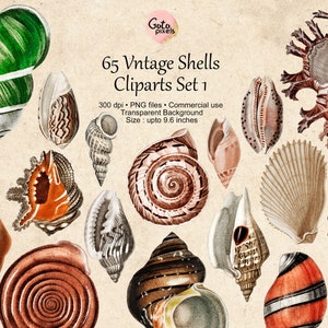 65 Vintage Seashells, Printable Vintage Sea Shell PNG Files, Seashell Clipart, Seashell Digital Download, Vintage Nautical Illustration set1