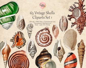 65 Vintage Seashells, Printable Vintage Sea Shell PNG Files, Seashell Clipart, Seashell Digital Download, Vintage Nautical Illustration set1