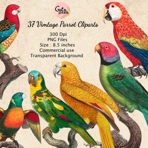 Vintage Vögel Clipart Bilder von Vögeln digitaler download PNG Vögel Clip Art Vintage Papagei Vogel Bilder transparenten Hintergrund Sofort Download
