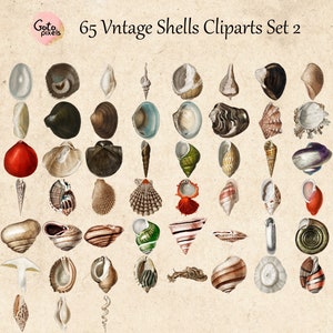 65 Vintage Seashells, Printable Vintage Sea Shell PNG Files, Seashell ...