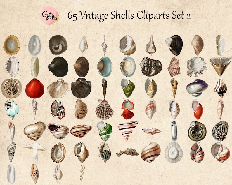 65 Vintage Seashells Printable Vintage Sea Shell PNG Files - Etsy