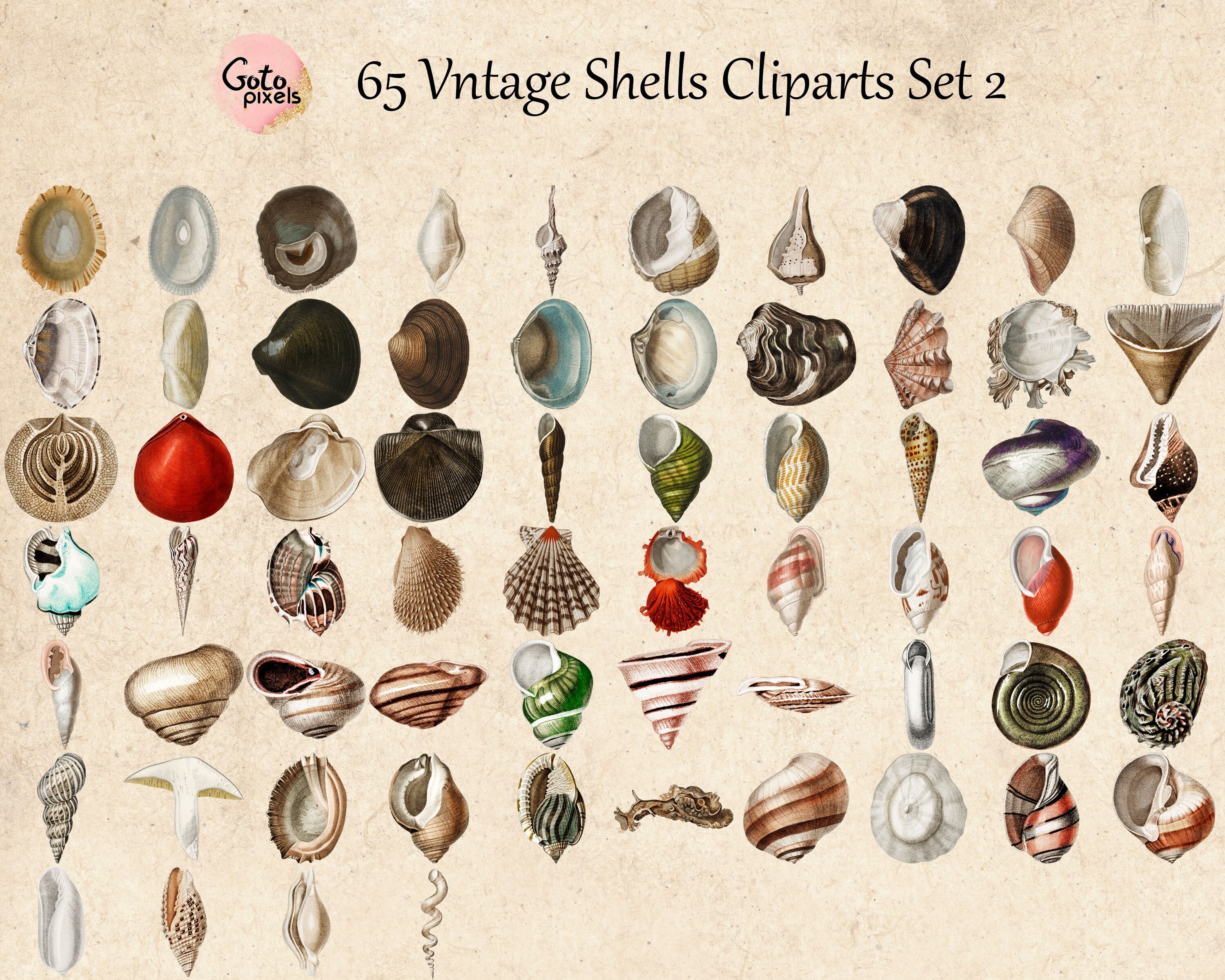 65 Vintage Seashells Printable Vintage Sea Shell PNG Files | Etsy