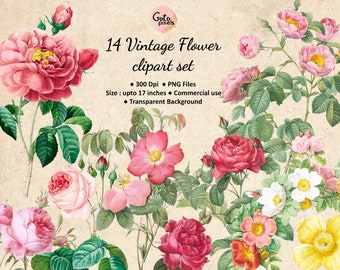 Zestaw clipartów z różami w stylu vintage: Botaniczny kwiatowy PNG - NIE AI - (Pobranie cyfrowe)