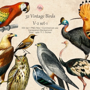 Vintage Vögel Illustration Clipart, Vögel Digitaler Download PNG Vögel Clip Art Falke, Emu, Papagei, Wiedehopf Sofort Download