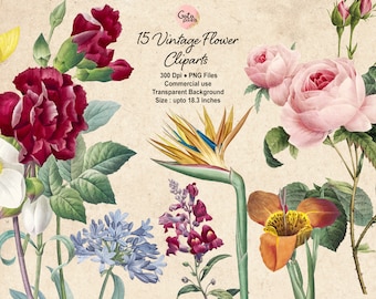 Vintage Flower Clipart: Rose, Lily, Bird of Paradise - NOT AI - (PNG Digital Download)