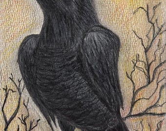 Strutting Crow: Original Drawing Using Colored Pencils on Quality Paper; Created by Wisconsin Artist; Small Wall Art, Nature Home Decor