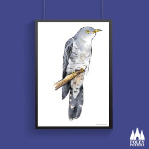 B: Cuckoo,  Birds, Bird - illustrated - ( Inspired ) - Fine - Art Print