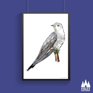 B: Cuckoo,  Birds, Bird - illustrated - ( Inspired ) - Fine - Art Print