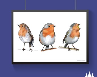 B: Robin, Robin red Breast, British Bird, Birds, Bird - illustrated - (  ) - Fine - Art Print