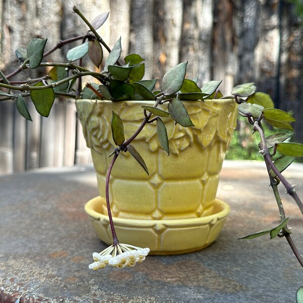 vintage, yellow, McCoy planter with attached saucer, quilted pattern with rose and leaf border