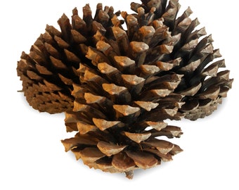 1.93 EUR/piece 15 x XL pine cones fir cones pine cones 14-18 cm