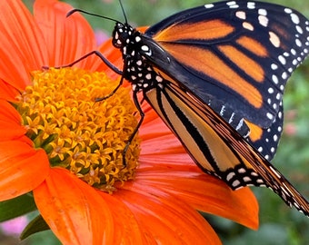 Mexican Sunflower Seeds | Tithonia | Organic | Non GMO | Attract Pollinators | Border Flower | Cut Flower